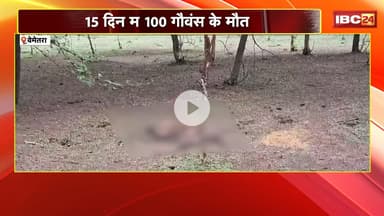 Bemetara News : 15 दिन म 100 गौवंस के मौत। स्थानीय लोगन म भारी नाराजगी
