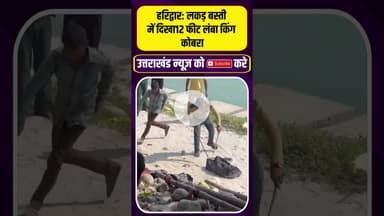 हरिद्वार लकड़ बस्ती में दिखा12 फीट लंबा किंग कोबरा !#uttarakhandnews #uttarakhandnewsupdate