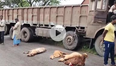 పాలకీడు: గూడుగుంట్ల పాలెం గ్రామ శివారులో గొర్రెల మీదికి దూసుకెళ్లిన లారీ