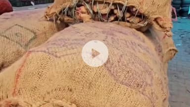 सोलन: सोलन मंडी में अदरक का दाम गिरा, सिरमौर के किसान चिंतित