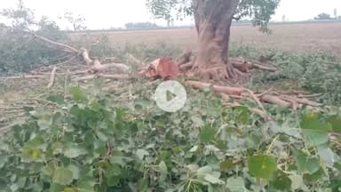 पूरनपुर: खमरिया पट्टी में वर्षों पुराने पीपल के पेड़ की कटाई पर ग्रामीणों में रोष, पुलिस से की गई शिकायत