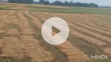 नानपारा: नवाबगंज में बूंदाबांदी जारी, धान की फसल भीगी, किसानों की बढ़ी चिंता, कटाई प्रभावित