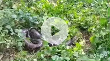 नानपारा: मनसुख गांव के बाग में 7 फीट का अजगर दिखा, ग्रामीणों में हड़कंप, वन विभाग ने किया रेस्क्यू