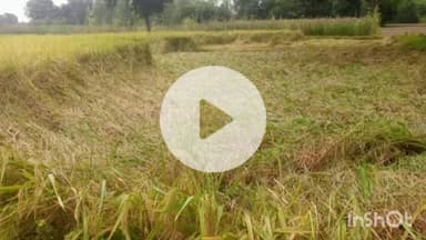 बिधूना: अछल्दा समेत जिले भर में 24 घंटे से हो रही बारिश के कारण धान और बाजरा की फसल को हुआ नुकसान