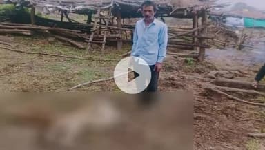 जैसीनगर: ग्राम जमुनिया घोषी में जंगली जानवर ने खेत में बंधे बछड़े को बनाया शिकार, तेंदुए की आशंका