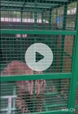 ಹೆಬ್ರಿ: ಹೆಬ್ರಿ ಸಮೀಪ ಉರುಳಿಗೆ ಸಿಲುಕಿದ ಚಿರತೆಯ ರಕ್ಷಣೆ