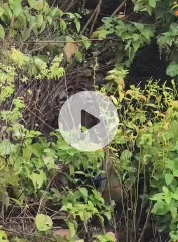 अलवर: पर्यटकों की फेवरेट बनी बाघिन एसटी 9, अलवर के सरिस्का के सदर रेंज में झाड़ियों के पीछे बैठी दिखी, टूरिस्ट हुए रोमांचित