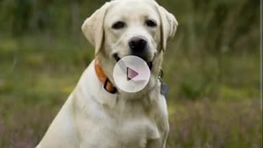 देहरादून: उत्तराखंड में आवारा कुत्तों को लेकर तैयार की गई गाइडलाइन, अब गली में खाना खिलाने पर होगा एक्शन