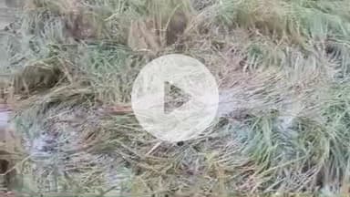 लाडपुरा: संभाग में बेमौसम बारिश से किसानों की मुश्किलें बढ़ी, कटी हुई फसलों में भारी नुकसान, कोटा कृषि उपज मंडी आज बंद