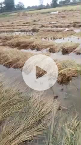 श्योपुर जिले के ग्राम सरारी खुर्द में लगातार बारिश होने से किसानों की फसल हुई बर्बाद किसानों की बड़ी चिंता