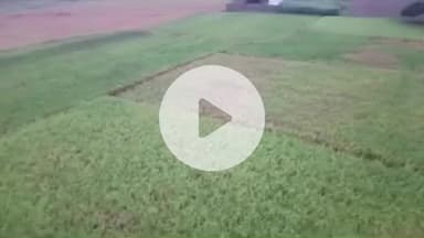 सरमेरा: सरमेरा में रुक-रुक कर हो रही बारिश से धान की फसल हुई खराब, किसान परेशान