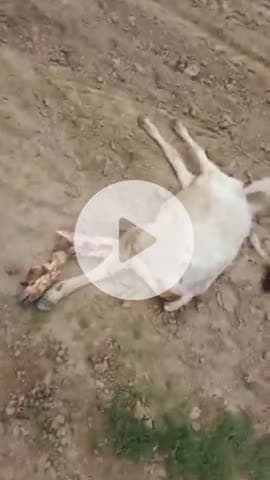 थाना सकीट के गांव जंगीराबाद के पास एक कैंटर वाले ने गौवंश मैं टक्कर मार दी