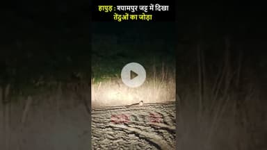 हापुड़ : श्यामपुर जट्ट में दिखा तेंदुओं का जोड़ा, गांव में दहशत | #hapur #leopard #hapurnews #leo