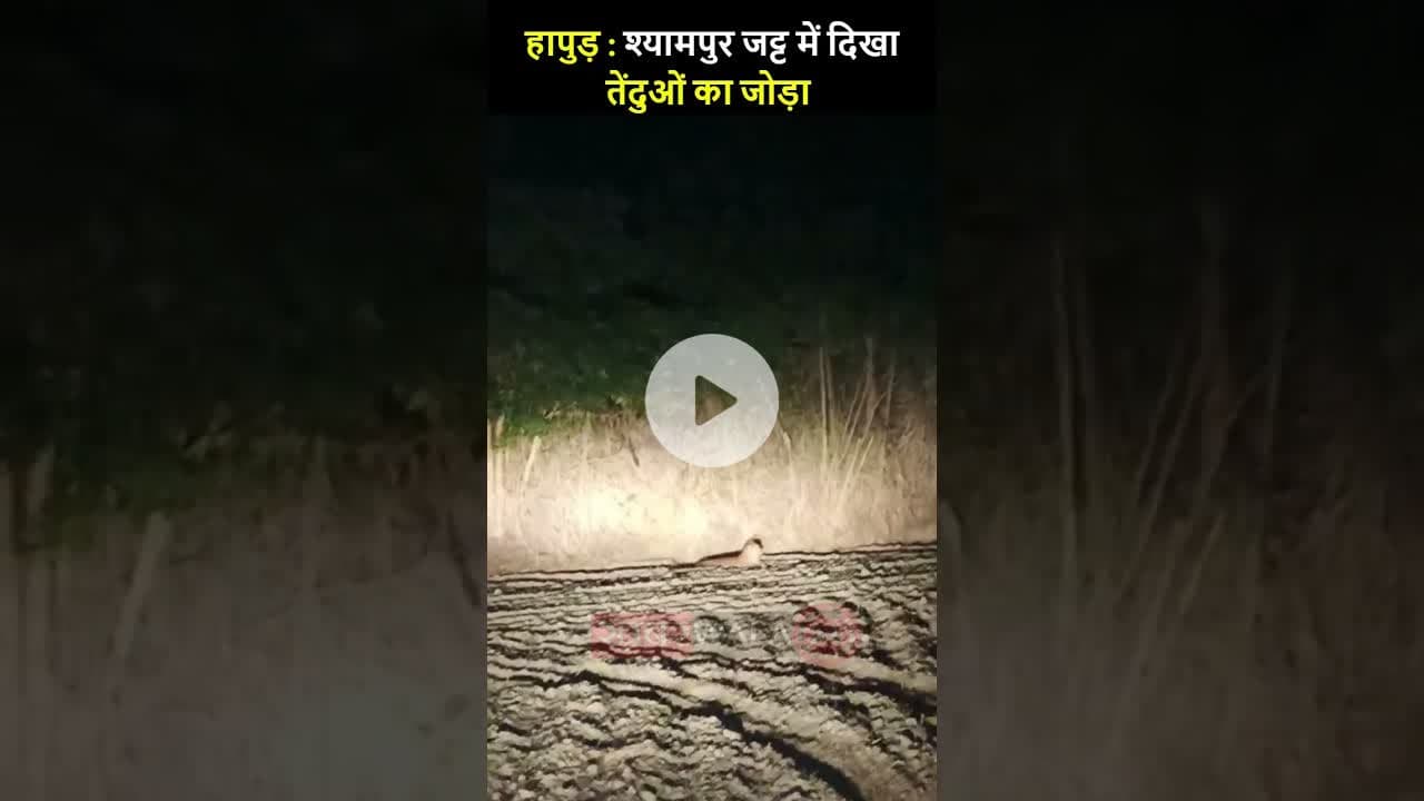 हापुड़ : श्यामपुर जट्ट में दिखा तेंदुओं का जोड़ा, गांव में दहशत | #hapur #leopard #hapurnews #leo