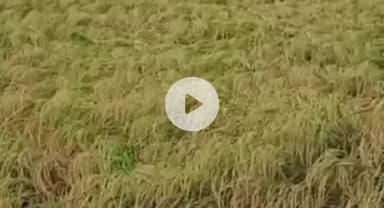 ढीमरखेड़ा: मौसम ने बदली करवट: कार्तिक में सावन जैसा माहौल, ढीमरखेड़ा में धान को नुकसान की आशंका