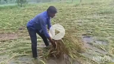 చెన్నారావుపేట: తుఫాన్ తో  మాధన్నపేటలో భారీ వర్షానికి నీట మునిగి నేల వాలిన వరి పంట.