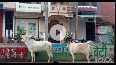 धार: धार जिले में जिला प्रशासन का आदेश, गौवंश या अन्य मवेशियों को खुला छोड़ने वालों पर होगी कार्रवाई