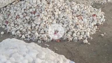 कालापीपल: कालापीपल मंडी में एक सप्ताह से प्याज-लहसुन के भाव स्थिर, आवक बढ़ी