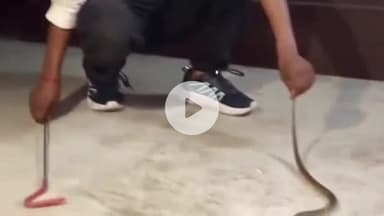 बेरमो: गोविंदपुर बस्ती में एक घर से मिला खतरनाक और ज़हरीला साँप, लोगों में मची दहशत