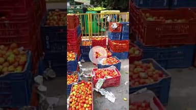 ट्रक की टक्कर से पलटा टमाटर से भरा टेंपो... बाल बाल बची ड्राइवर की जान... #Bata #Faridabad