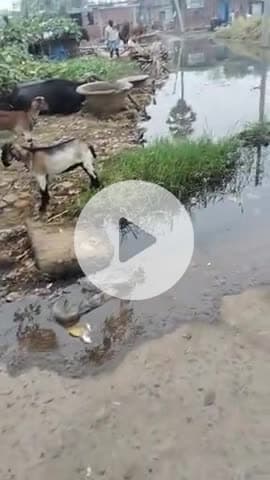 #nauranga gaon mein nali Kali Pani Se bhara hua Hai sharm ke mare vidhayak ji ghumne nahin Aaye