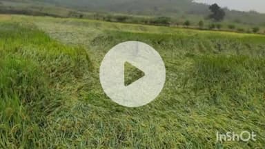 ब्यौहारी: ब्यौहारी में अतिवृष्टि से धान की फसल खराब, कांग्रेस ने एसडीएम को सौंपा ज्ञापन