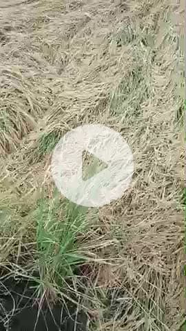 ग्राम सड़वारा में भारी बारिश के कारण धन हुई बेहाल तारीक 26 अक्टूबर #mosam #datia #भांडेर #दतिया