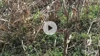 धरमपुरी: धरमपुरी में बेमौसम बारिश से किसान परेशान, कपास, मक्का और सोयाबीन की फसल बर्बाद, मुआवजे की मांग