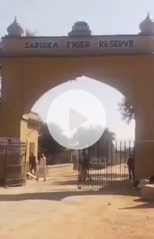 अलवर: अलवर के सरिस्का बफर जोन का दायरा बढ़ाने के लिए वन विभाग ने सरकार को भेजा प्रस्ताव, सुकोला गांव को किया जाएगा शिफ्ट