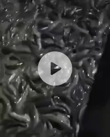 बिल्हौर: कानपुर अलीगढ़ हाईवे पर पलटी मछलियों से भरी पिकअप, लोगों में मछलियों को लूटने की मची होड़, झोले में भरकर ले गए मछलियां