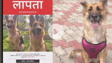 सागर नगर: सागर: पंतनगर से प्रतिष्ठित परिवार की जर्मन शेफर्ड काजू लापता, पता बताने वाले को ₹10 हजार का इनाम