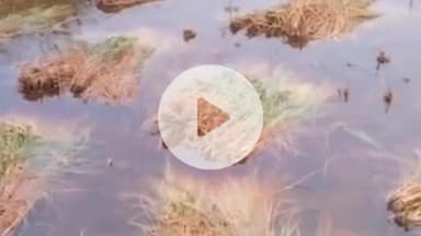 झांसी: रक्सा में भरी बारिश के कारण खेतों में भरा पानी, फसलें हुईं बर्बाद, किसानों ने वीडियो वायरल कर सरकार से मदद की गुहार लगाई