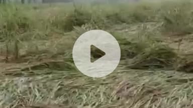 कानपुर: चक्रवात के असर से बेमौसम बारिश ने धान की फसल को गिराया, मड़ाई और कटाई का काम हुआ ठप