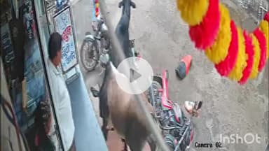 सरदारपुर: अमझेरा में 2 सांडों की लड़ाई, कई बाइक क्षतिग्रस्त, क्षेत्र में अफरा-तफरी, CCTV में कैद