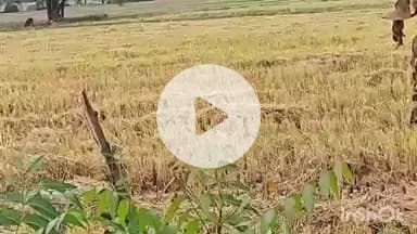 औरैया: कुदरत की मार से अन्नदाता परेशान, तीन दिन की बारिश ने बाजरा, धान और सरसों की फसलें नष्ट होने की कगार पर