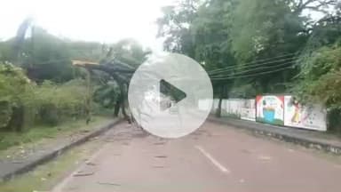 झांसी: बारिश और हवा के कारण सदर बाजार कैंट में गिरा पेड़, रातभर की बारिश ने बढ़ाई मुश्किल