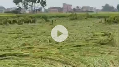 मिर्ज़ापुर: कोतवाली देहात की पिपराडाड में मोथा चक्रवात से किसानों की धान की फसल गिरी, किसानों ने मुआवजे की की मांग