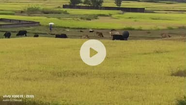 कैरो: बारिश से लोहरदगा के किसानों की बढ़ी मुसीबत, धान की फसल को हुआ नुकसान, खेतों में नमी और जलभराव से चिंता