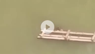 ढीमरखेड़ा: ग्राम पाली के तालाब में मगरमच्छ, चौथे दिन भी नहीं मिला कोई सुराग