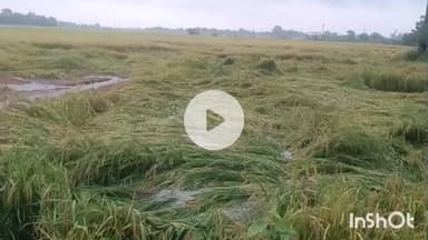 मुंगेर: चक्रवात ‘मोनथा’ से बारिश और तेज हवाओं के कारण धान की फसल बर्बाद, किसान चिंतित