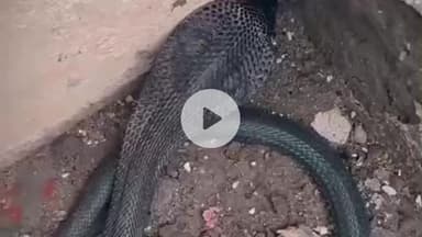 लाडपुरा: कोटा क्षेत्र में अलग-अलग इलाकों में मिले तीन सांप, जाने-माने स्नैक रेस्क्यूर रॉकी डैनियल ने किया सुरक्षित रेस्क्यू