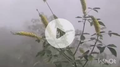 पुष्पराजगढ़: अमरकंटक क्षेत्र में लगातार बारिश से फसलों को नुकसान