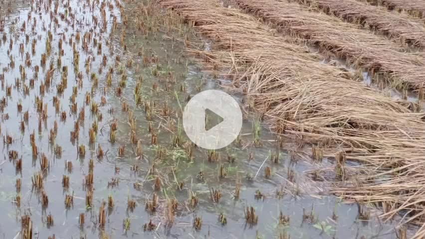 लालबर्रा: लालबर्रा क्षेत्र में बारिश से किसानों की कटी फसलें भीगीं, भारी नुकसान की आशंका