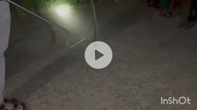 धरमपुरी: धानी के एक घर में घुसी जहरीली ब्लैक नागिन, रेस्क्यू टीम ने पकड़कर जंगल में छोड़ा, ग्रामीणों ने ली राहत की सांस