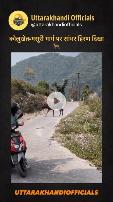 कोलुखेत-मसूरी मार्ग पर सांभर हिरण दिखा 🦌
📸 @hilltales_by_shivam