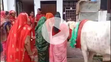 लाडपुरा: भारतीय किसान संघ ने कोटा में गोपाष्टमी पर किया गौ पूजन, गायों को दलिया, गुड़ और हरा चारा खिलाया