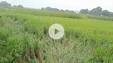 दुबरा पहाड़ी ग्राम सभा में बारिश की वजह से धान की खेती काफी प्रभावित हुई है
