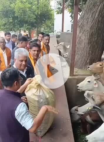 अलवर: अलवर में स्टेशन रोड स्थित गौशाला में गोपाष्टमी पर केंद्रीय मंत्री भूपेंद्र यादव ने हरा चारा और गुड़ खिलाकर किया गौ पूजन