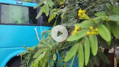 छपारा: छपारा थाना के सामने बस और ट्रक की हुई भिड़ंत, ट्रक ने अचानक लगाए ब्रेक