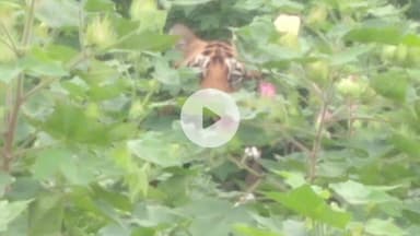 భీంపూర్: తాంసి(కే)లో పెద్దపులి సంచారం